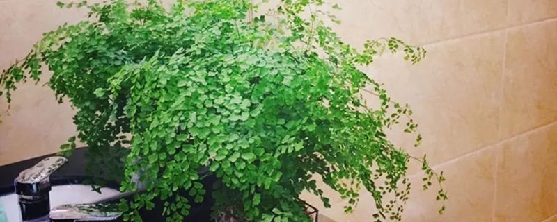 什么植物喜欢阴暗潮湿