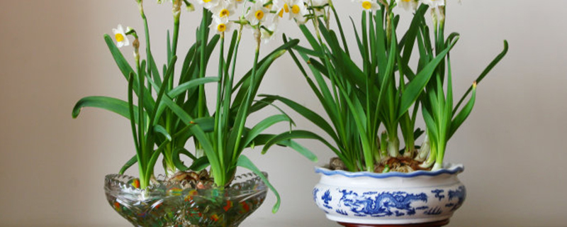 水仙花烂根了还能活吗