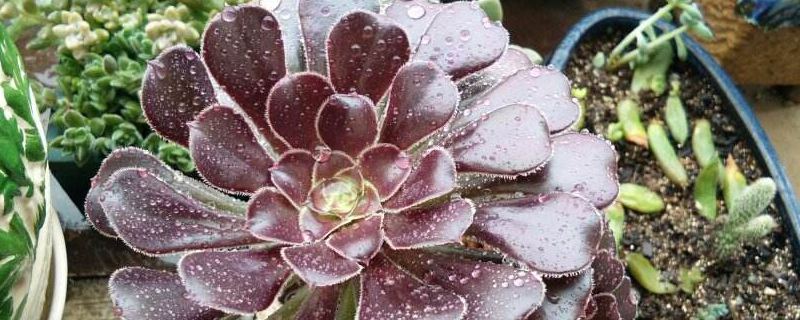 多肉法师怎么配土