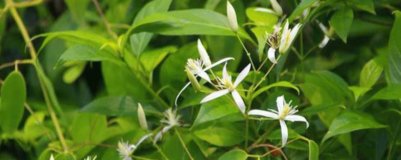 甘草是植物的什么部位