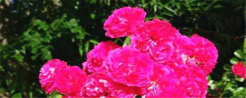 甜蜜红木香花介绍