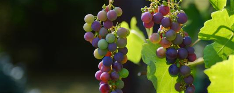 葡萄扦插生根的秘方