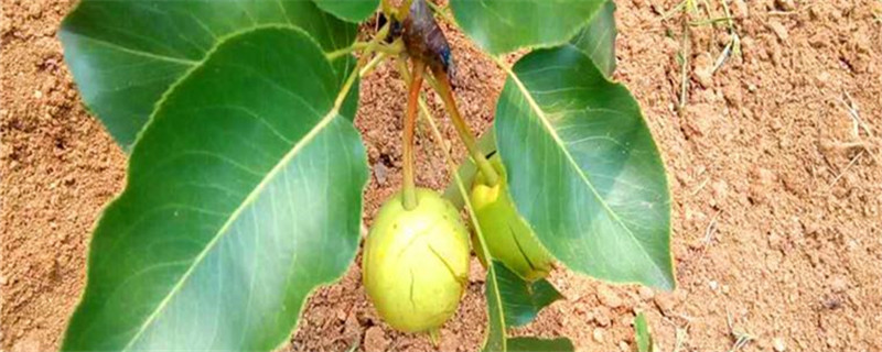 三华李什么时候开花