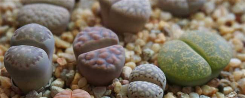 生石花种植教程