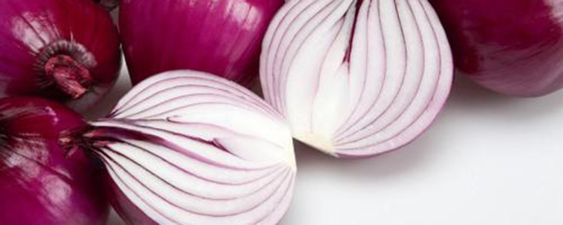 室内洋葱怎么养