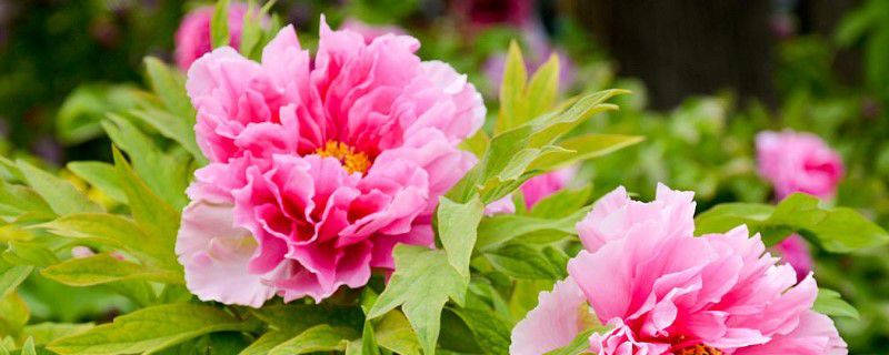 牡丹花有什么特点