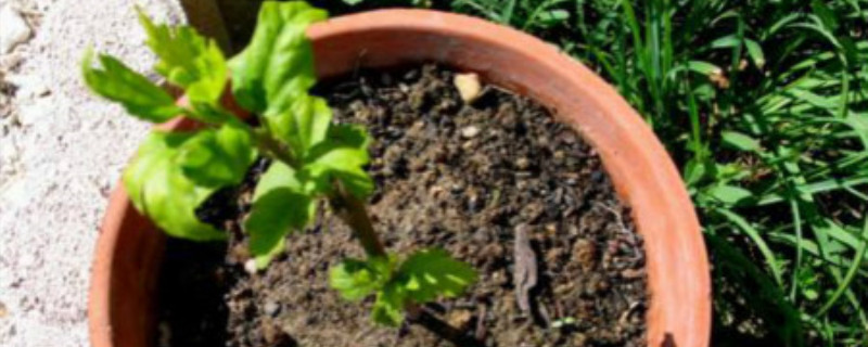 扦插成活的标志