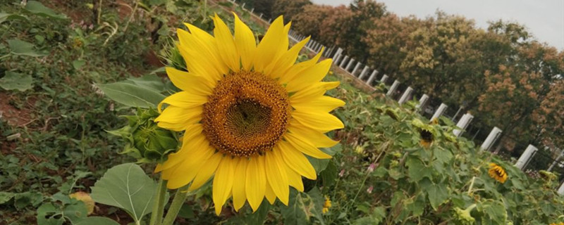 向日葵开放的时间