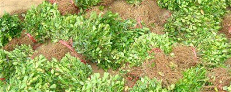 黄杨树有几个品种