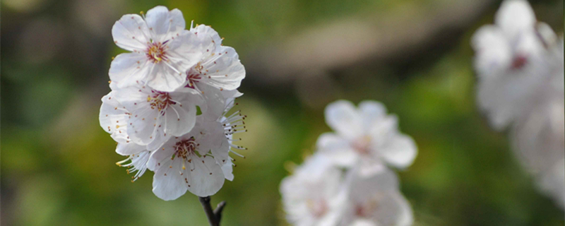 梨花的开放时间