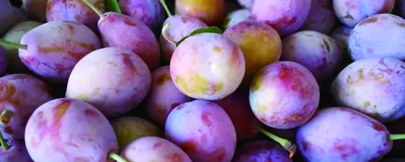 西梅的成熟季节在几月