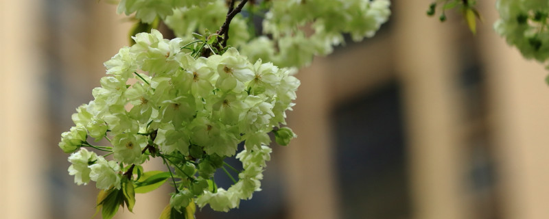绿色的樱花叫什么