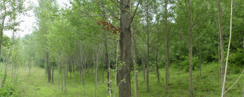 107杨树怎么辨认