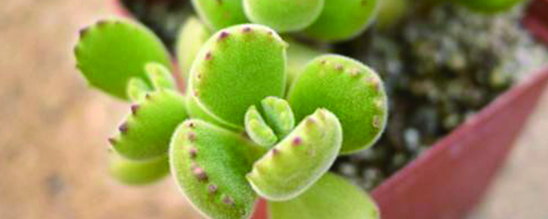 多肉可以长大吗