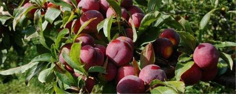 西梅的核能种成盆栽吗