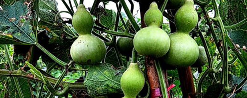 手捻葫芦什么时候种植