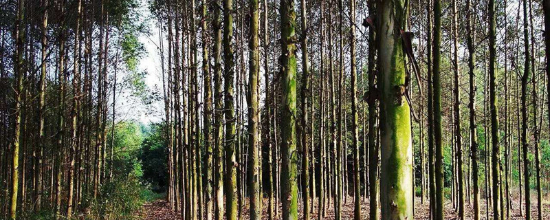 什么树长得快又值钱