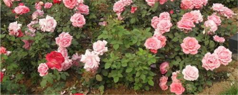 月季刚发芽能施肥吗