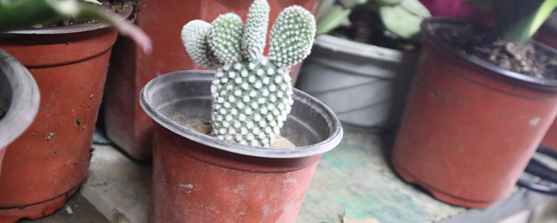 仙人掌有什么病害