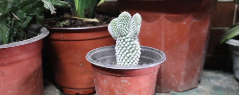 仙人掌修剪方法