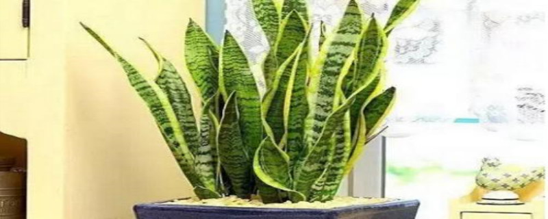 虎尾兰浇水方法