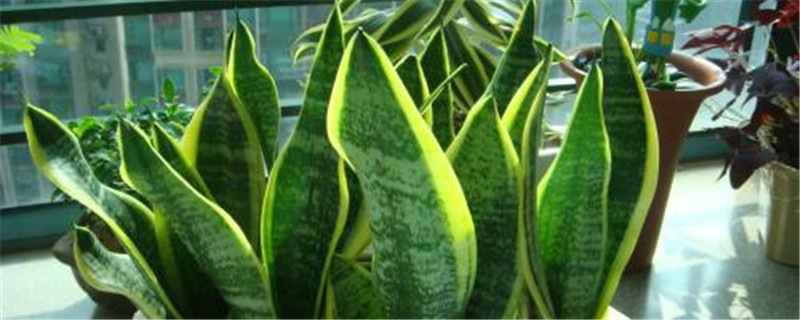 虎尾兰开花怎么办