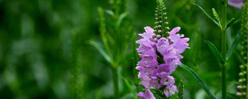 假龙头对温度的要求