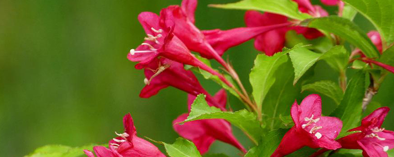 锦带花的产地/特征/花语及简介