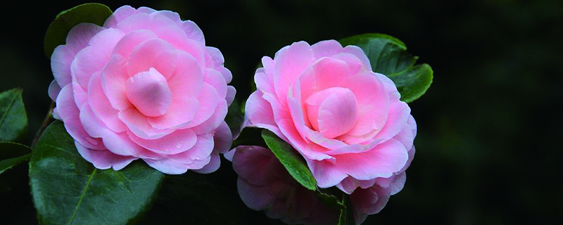 山茶对土的要求