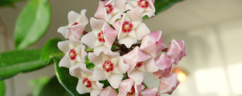 球兰浇水的时间/方法/水量/频率