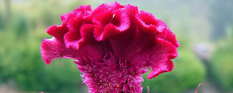 鸡冠花对环境的要求