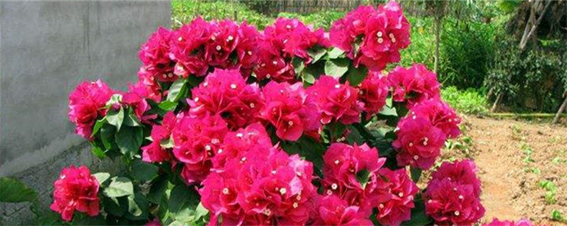 三角梅对环境的要求