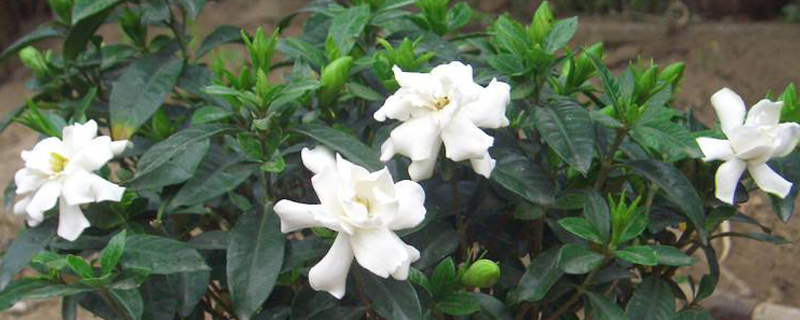 栀子花对环境的要求