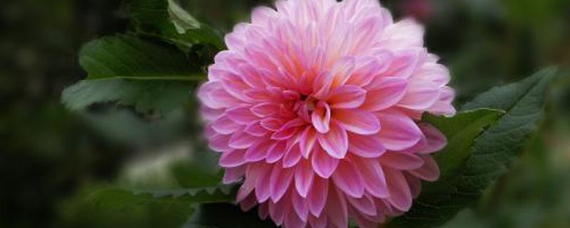 大丽花喜阴还是喜阳