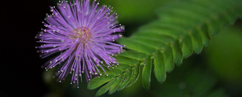 含羞草对环境的要求