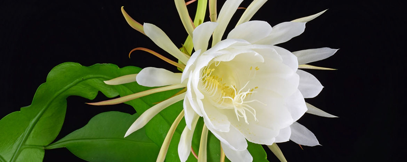 昙花对环境的要求