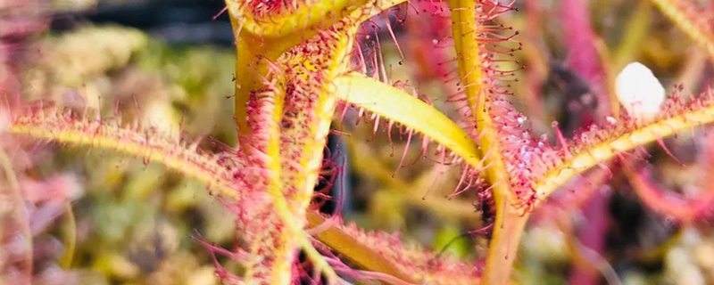 茅膏菜的产地/特征/花语及简介