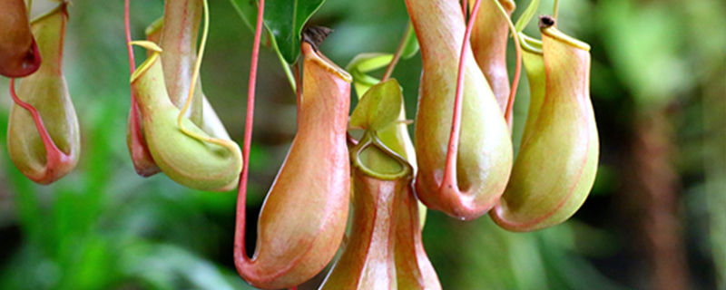 猪笼草喜阴还是喜阳