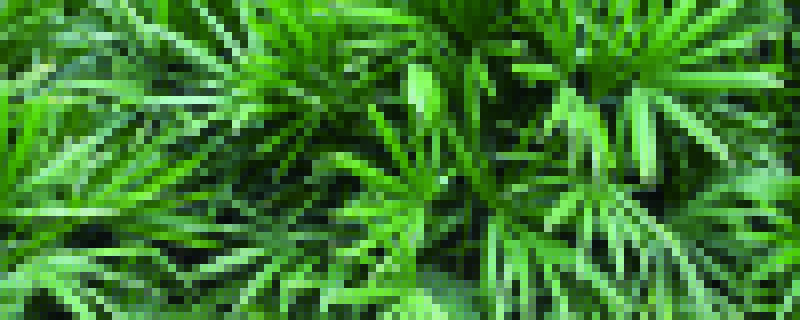 棕竹喜阴还是喜阳