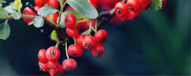 火棘喜阴还是喜阳