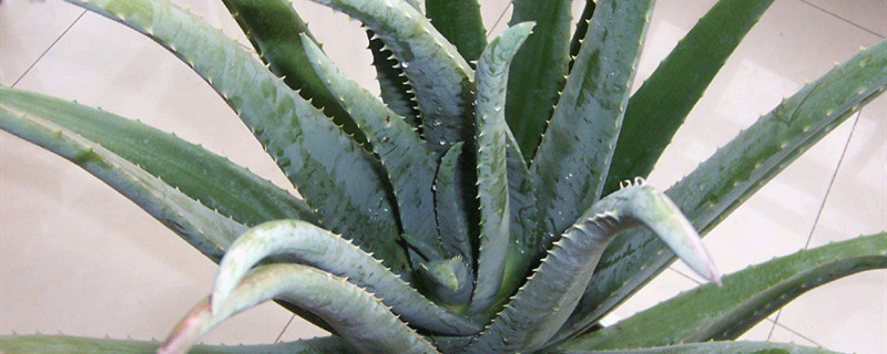 好望角芦荟是什么科