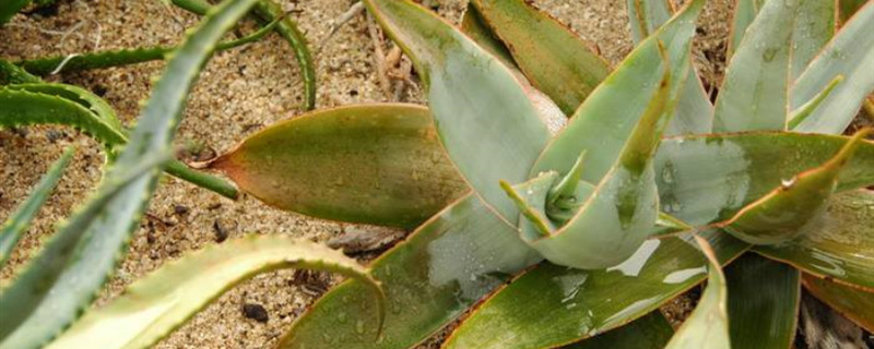 珊瑚芦荟怎么养