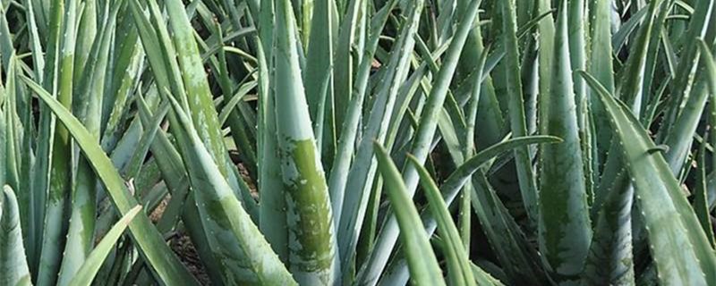 库拉索芦荟怎么度夏