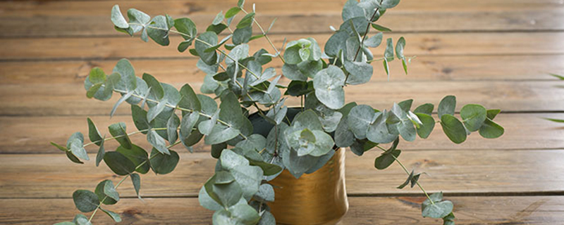 尤加利叶怎么养