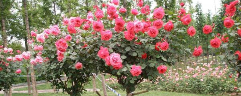 树状月季用什么砧木