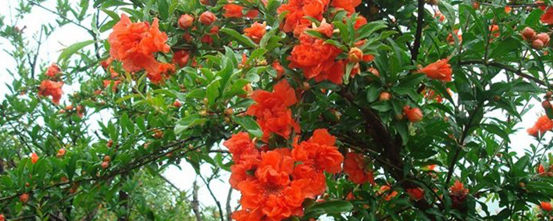 石榴树打什么药防治虫害