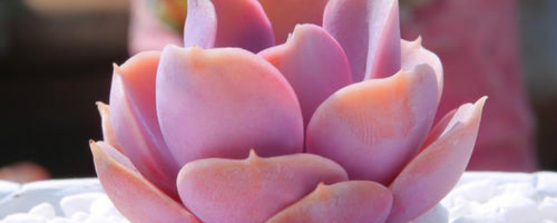 红心莲多肉有毒吗