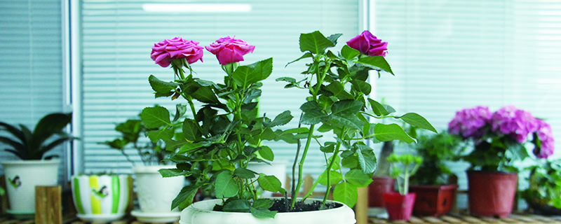 假活的月季还能生根吗