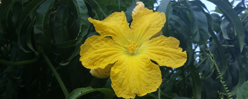 丝瓜花是单性花吗