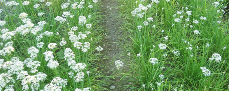 直接种韭菜籽能发芽吗